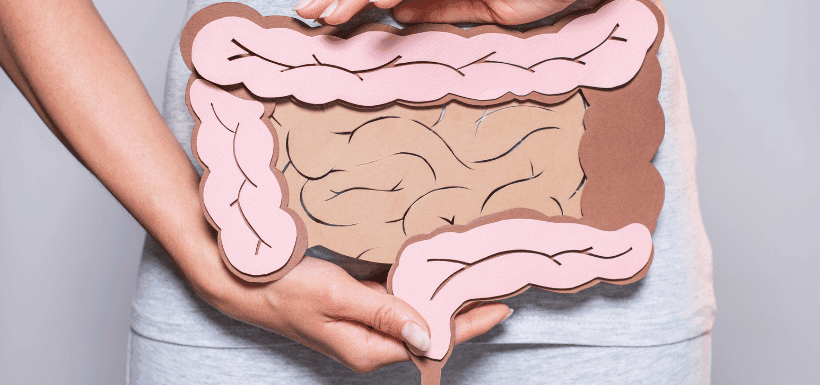 Person holding paper intestines model against their abdomen.